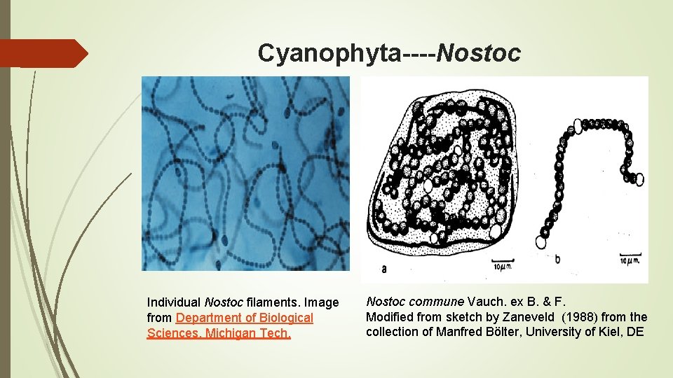 Cyanophyta----Nostoc Individual Nostoc filaments. Image from Department of Biological Sciences, Michigan Tech. Nostoc commune