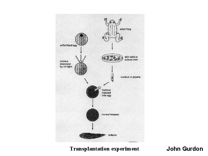 Transplantation experiment John Gurdon 