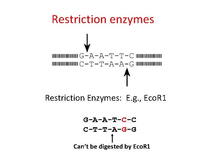 Restriction enzymes Restriction Enzymes: E. g. , Eco. R 1 G-A-A-T-C-C C-T-T-A-G-G Can’t be