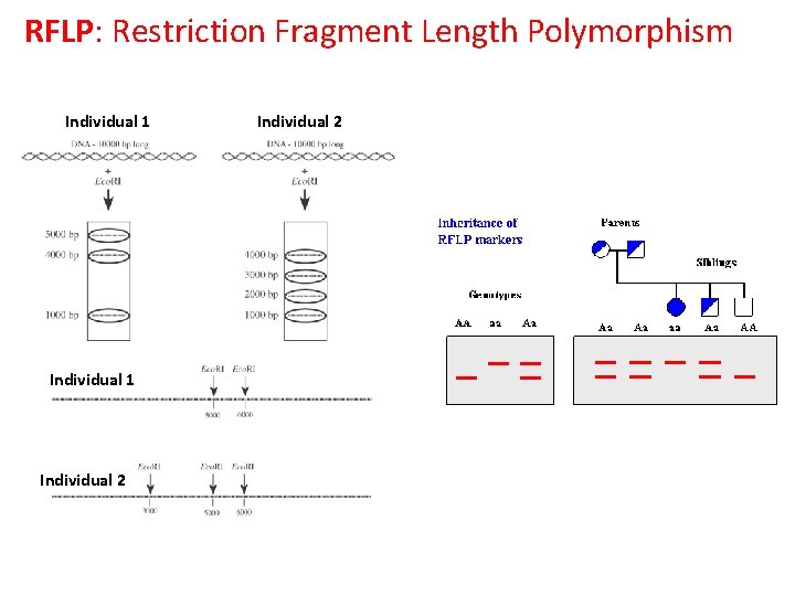 RFLP: Restriction Fragment Length Polymorphism Individual 1 Individual 2 