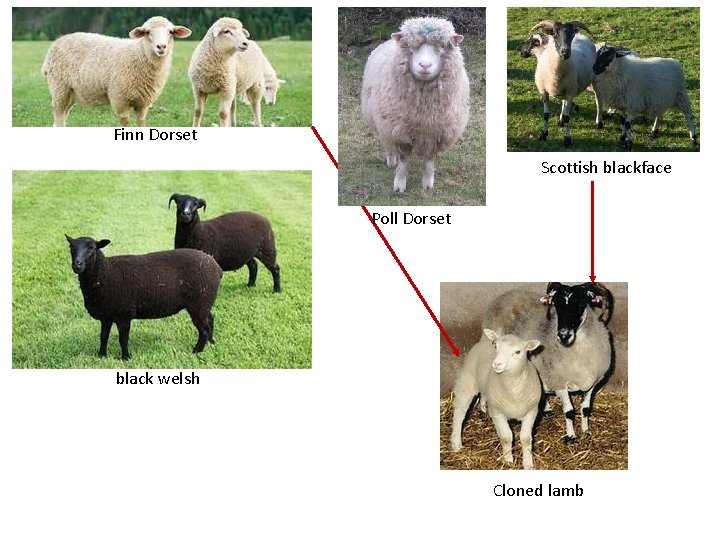 Finn Dorset Scottish blackface Poll Dorset black welsh Cloned lamb 