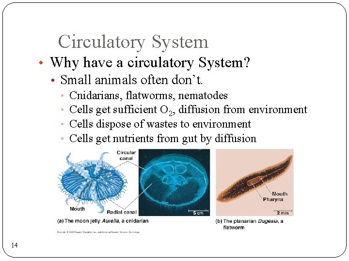 Circulatory System • Why have a circulatory System? • Small animals often don’t. •