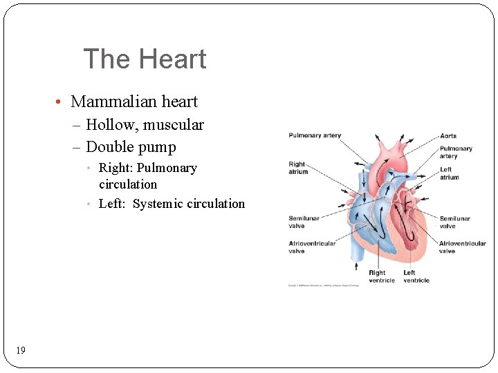 The Heart • Mammalian heart – Hollow, muscular – Double pump • Right: Pulmonary