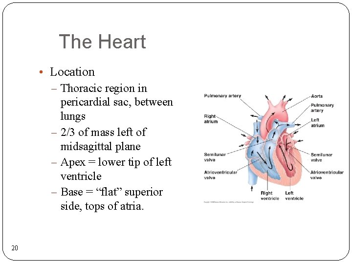 The Heart • Location – Thoracic region in pericardial sac, between lungs – 2/3