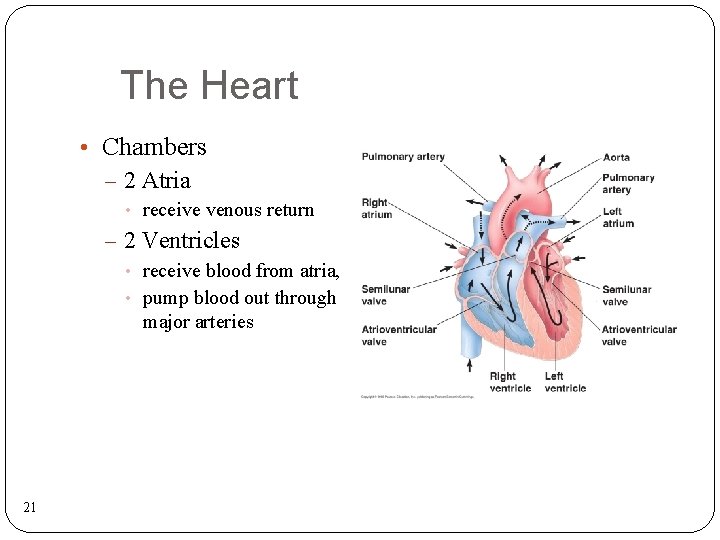 The Heart • Chambers – 2 Atria • receive venous return – 2 Ventricles