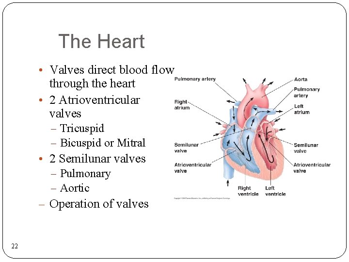 The Heart • Valves direct blood flow through the heart • 2 Atrioventricular valves