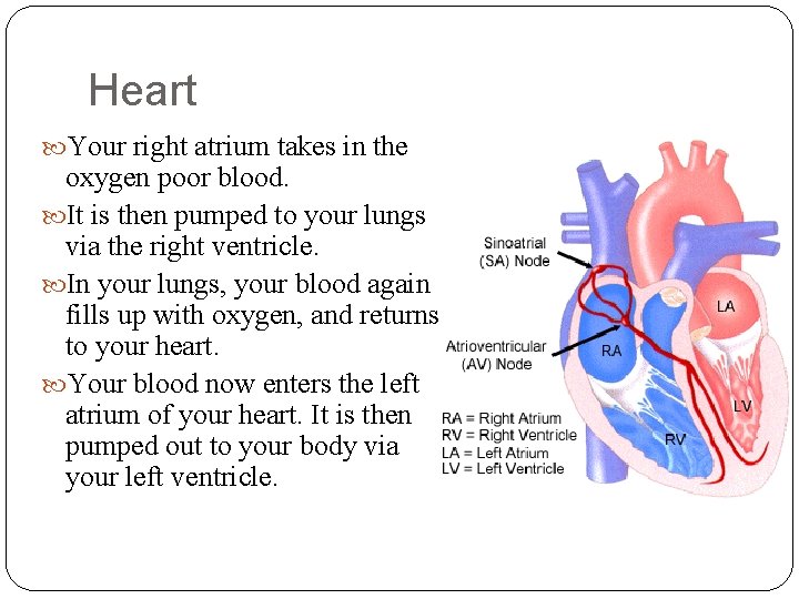 Heart Your right atrium takes in the oxygen poor blood. It is then pumped