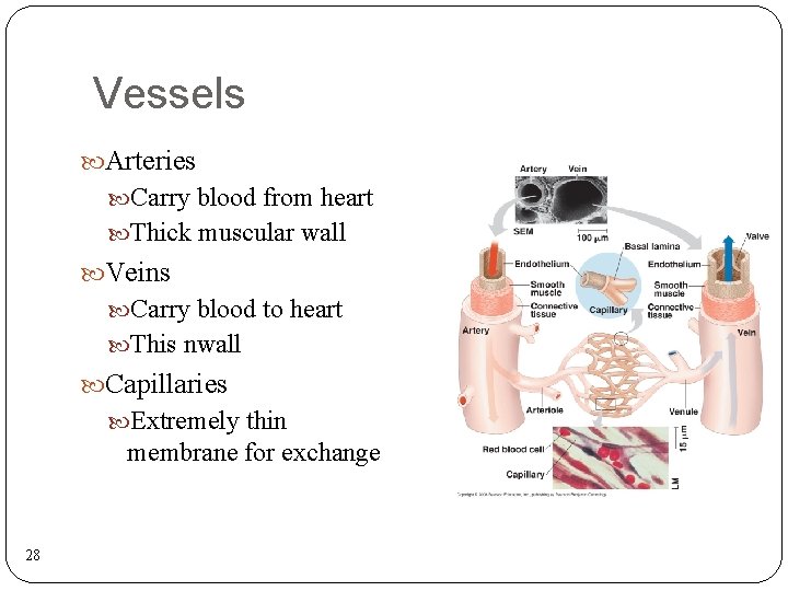 Vessels Arteries Carry blood from heart Thick muscular wall Veins Carry blood to heart