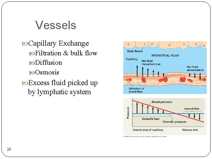 Vessels Capillary Exchange Filtration & bulk flow Diffusion Osmosis Excess fluid picked up by