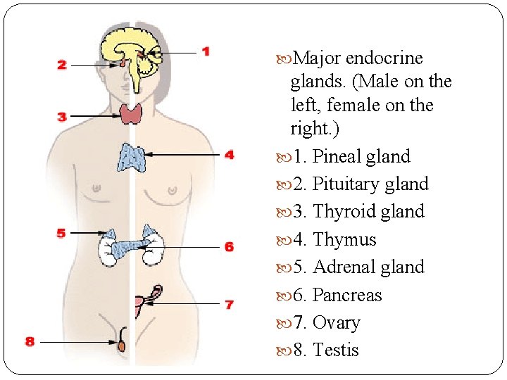  Major endocrine glands. (Male on the left, female on the right. ) 1.