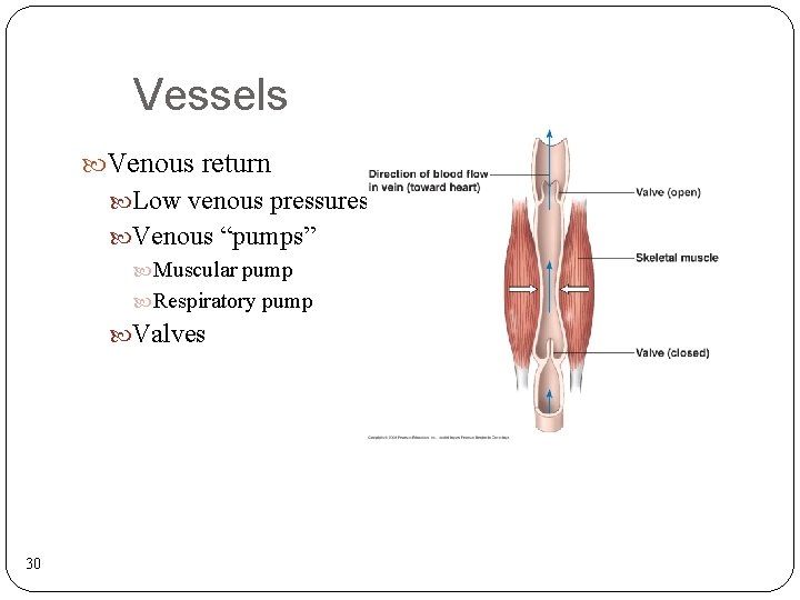 Vessels Venous return Low venous pressures Venous “pumps” Muscular pump Respiratory pump Valves 30