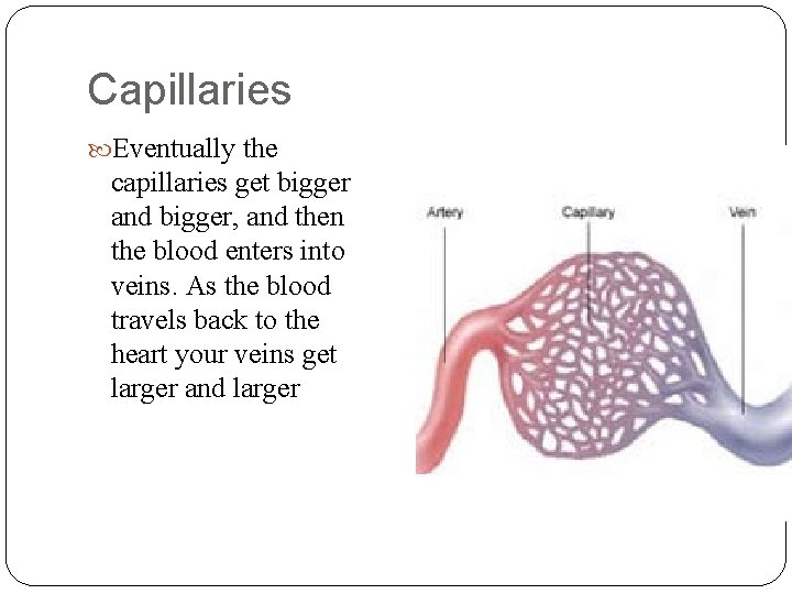 Capillaries Eventually the capillaries get bigger and bigger, and then the blood enters into