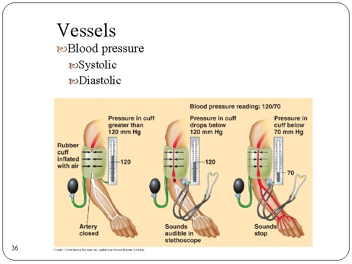Vessels Blood pressure Systolic Diastolic 36 