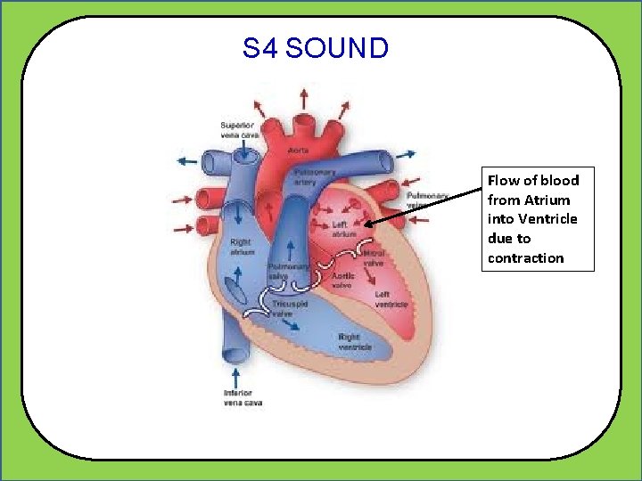 S 4 SOUND Flow of blood from Atrium into Ventricle due to contraction 