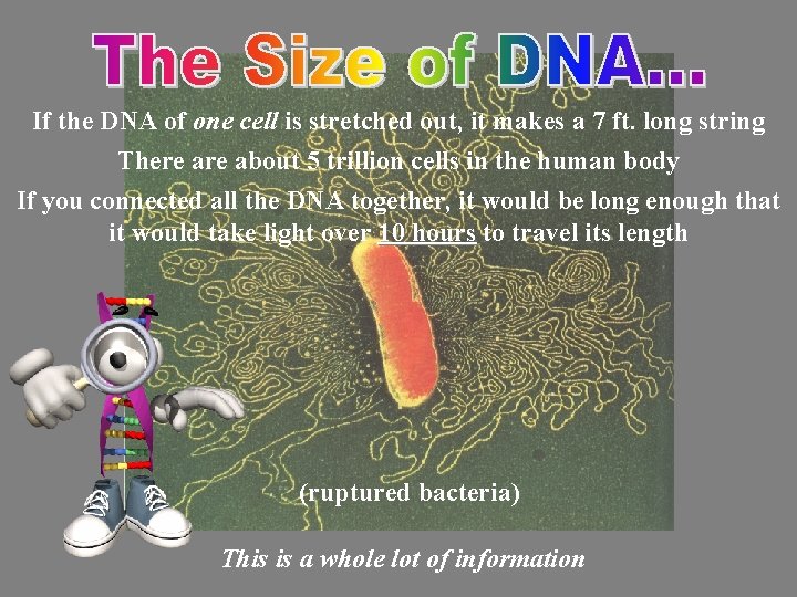 If the DNA of one cell is stretched