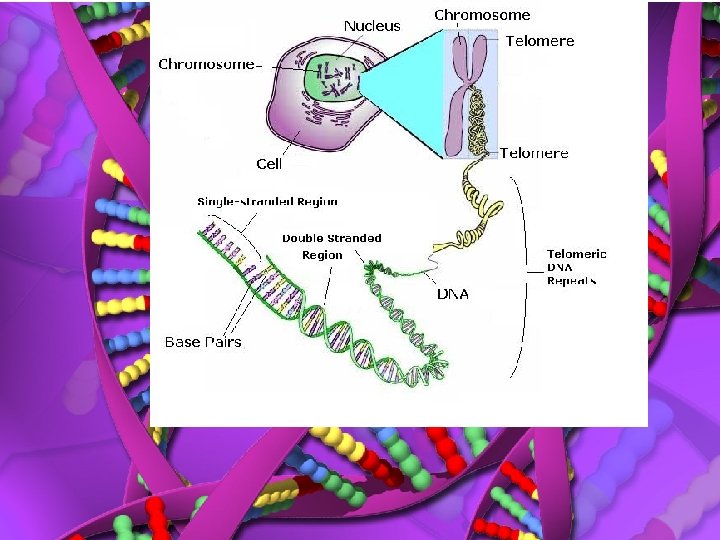 If the DNA of one cell is stretched