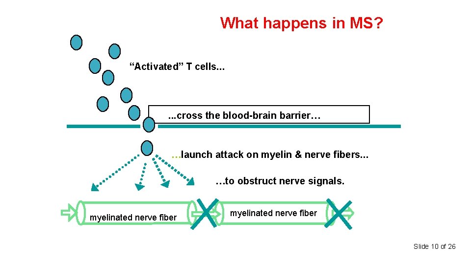 What happens in MS? “Activated” T cells. . . cross the blood-brain barrier… …launch