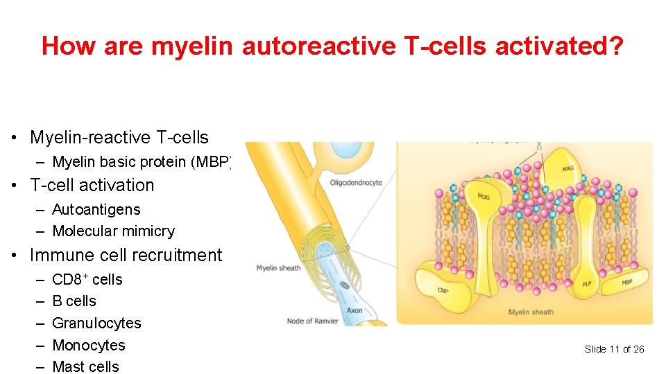 How are myelin autoreactive T-cells activated? • Myelin-reactive T-cells – Myelin basic protein (MBP)