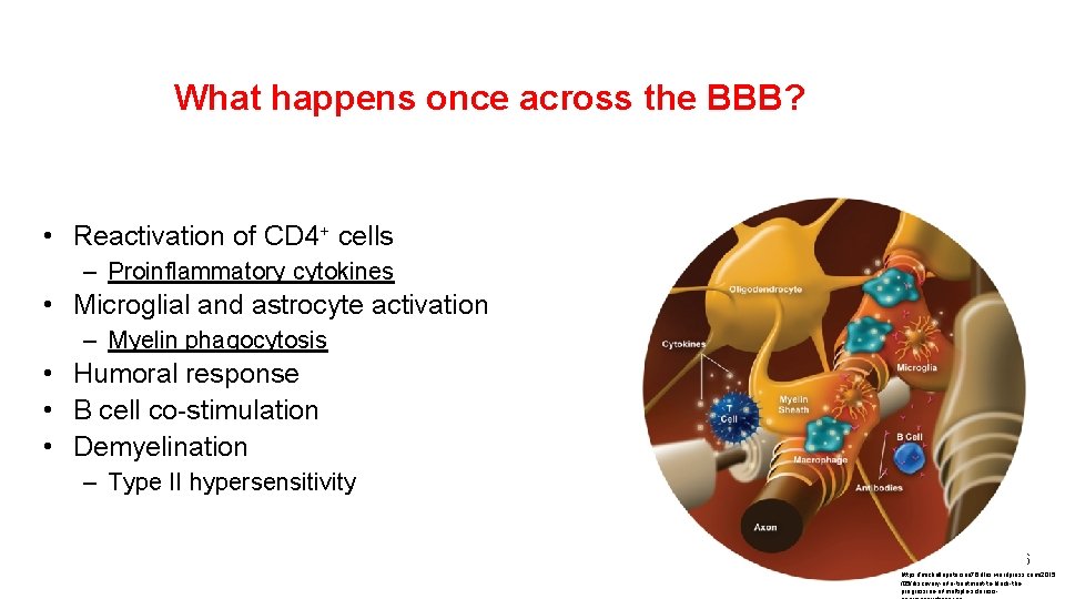 What happens once across the BBB? • Reactivation of CD 4+ cells – Proinflammatory