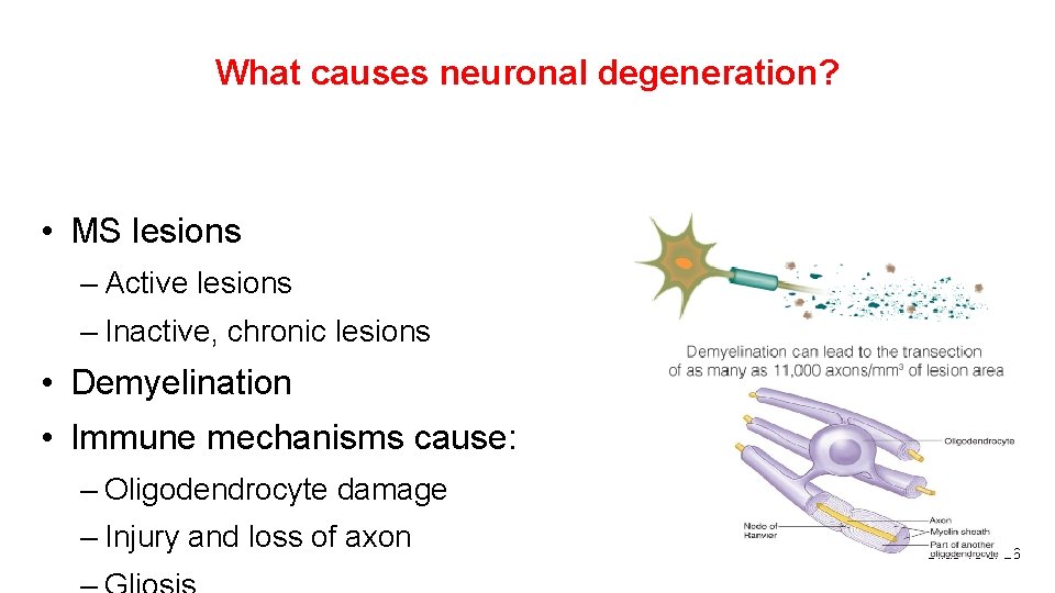 What causes neuronal degeneration? • MS lesions – Active lesions – Inactive, chronic lesions