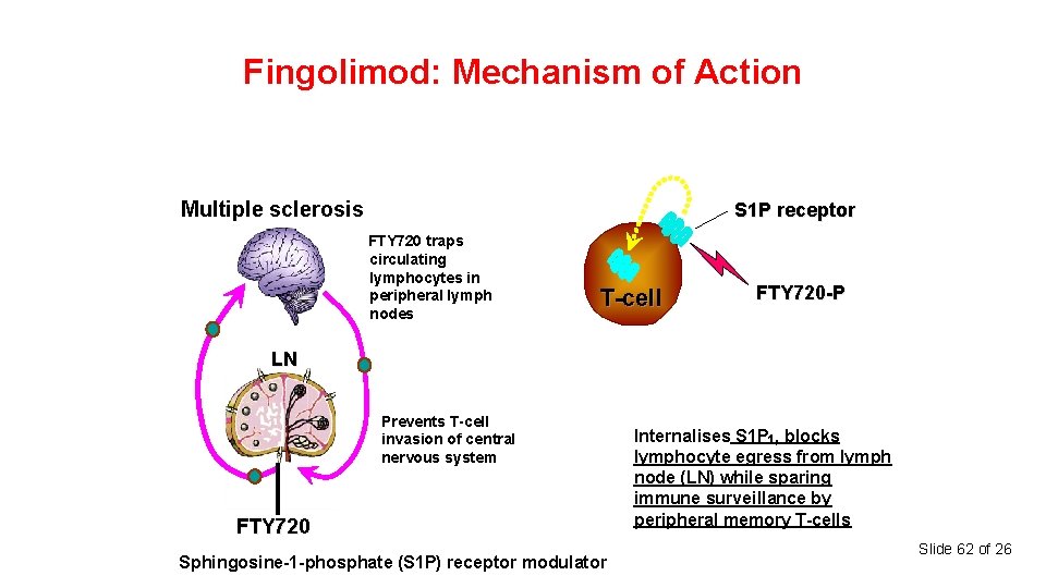 Fingolimod: Mechanism of Action Multiple sclerosis S 1 P receptor FTY 720 traps circulating