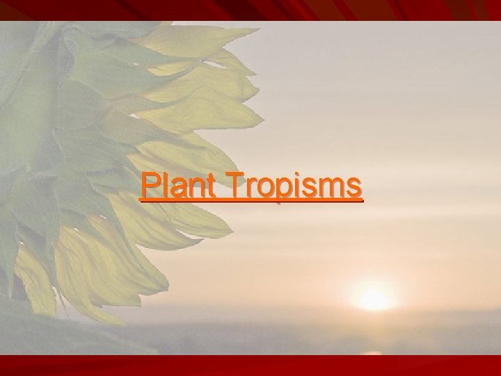 Plant Tropisms 