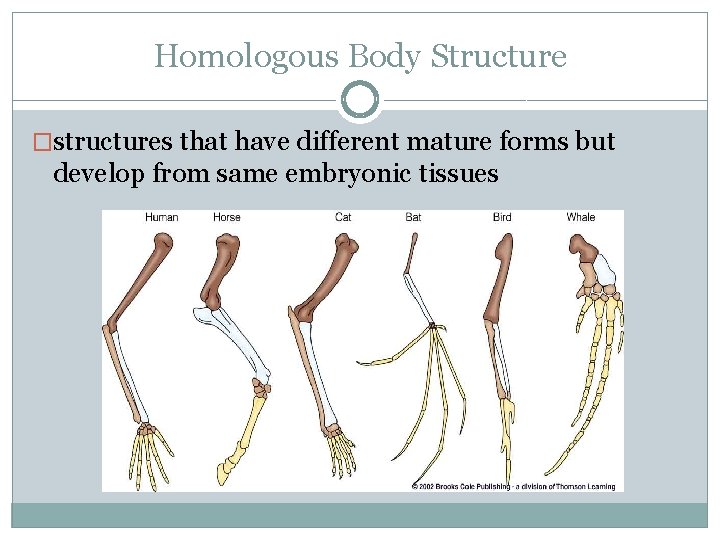 Homologous Body Structure �structures that have different mature forms but develop from same embryonic