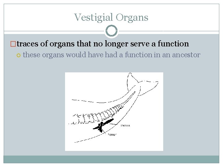 Vestigial Organs �traces of organs that no longer serve a function these organs would