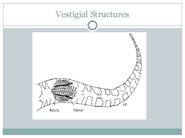 Vestigial Structures 