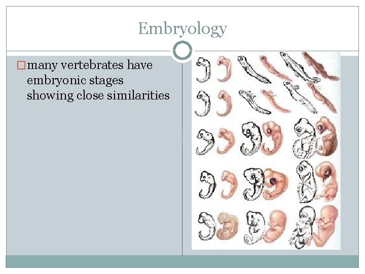 Embryology �many vertebrates have embryonic stages showing close similarities 