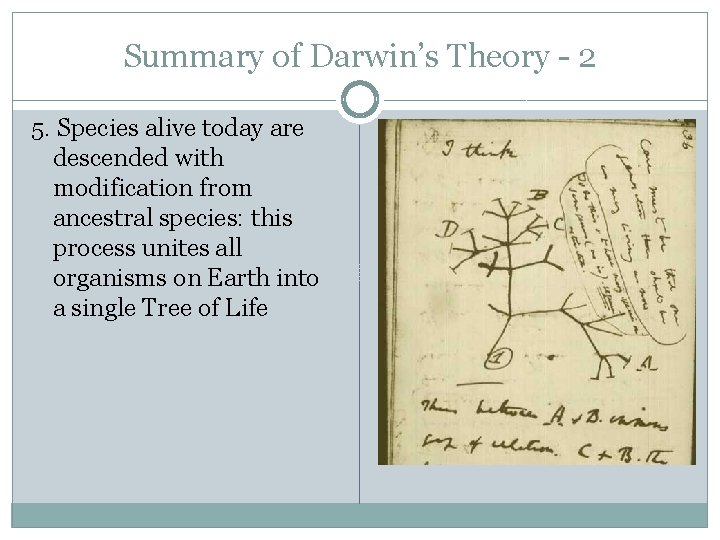 Summary of Darwin’s Theory - 2 5. Species alive today are descended with modification