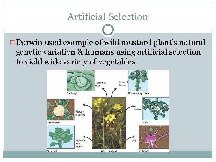 Artificial Selection �Darwin used example of wild mustard plant’s natural genetic variation & humans
