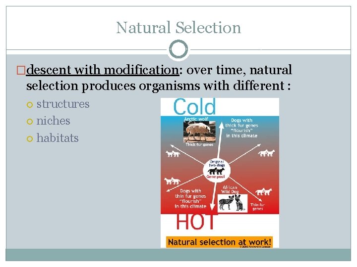 Natural Selection �descent with modification: over time, natural selection produces organisms with different :