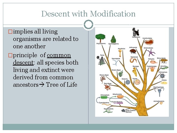 Descent with Modification �implies all living organisms are related to one another �principle of