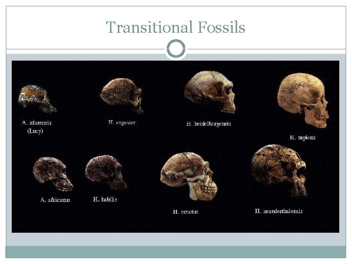 Transitional Fossils 