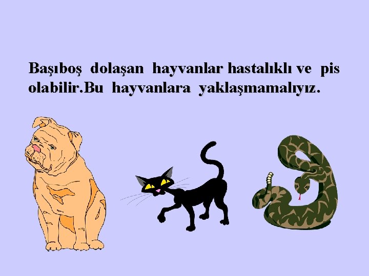 Başıboş dolaşan hayvanlar hastalıklı ve pis olabilir. Bu hayvanlara yaklaşmamalıyız. 