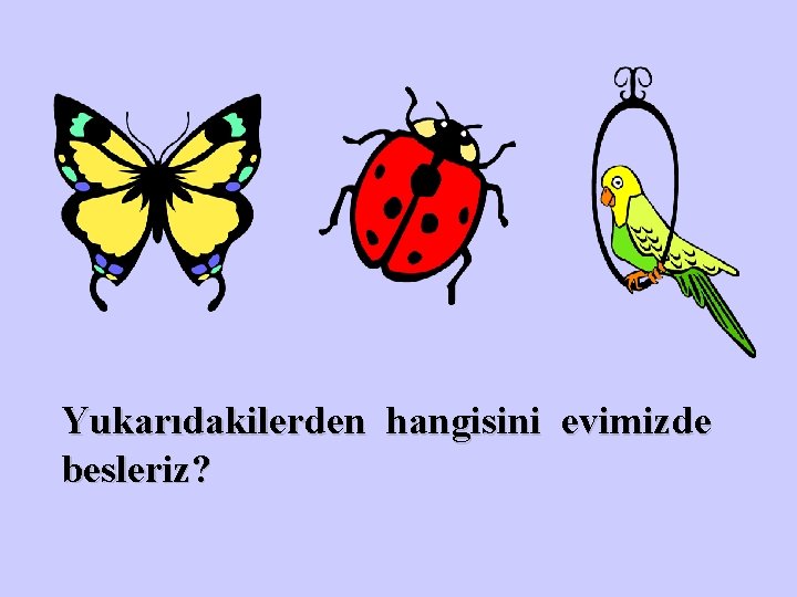 Yukarıdakilerden hangisini evimizde besleriz? 