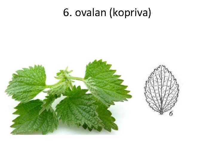 6. ovalan (kopriva) 