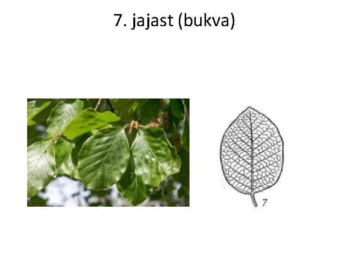 7. jajast (bukva) 