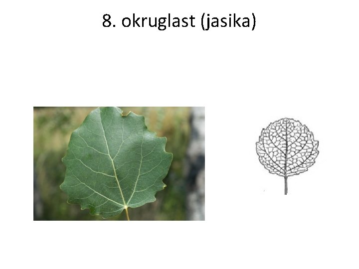 8. okruglast (jasika) 