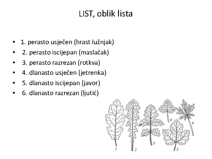 LIST, oblik lista • • • 1. perasto usječen (hrast lužnjak) 2. perasto iscijepan