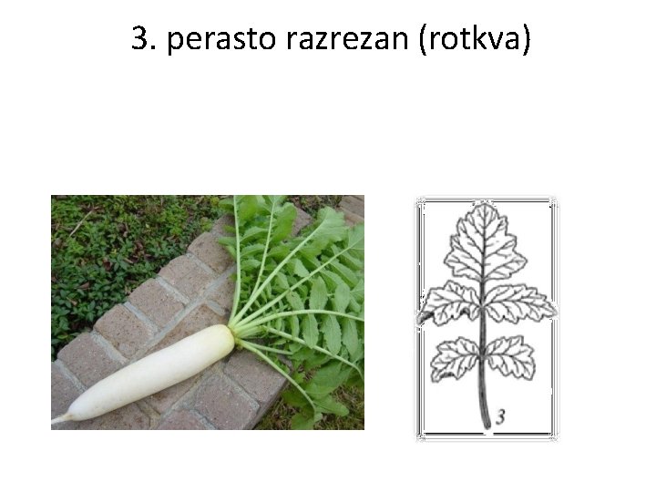 3. perasto razrezan (rotkva) 