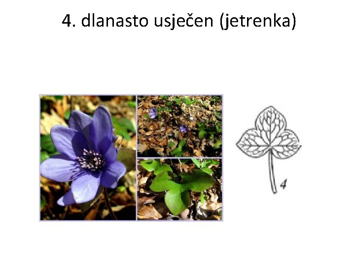 4. dlanasto usječen (jetrenka) 