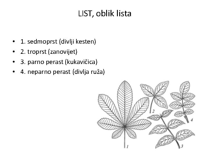 LIST, oblik lista • • 1. sedmoprst (divlji kesten) 2. troprst (zanovijet) 3. parno