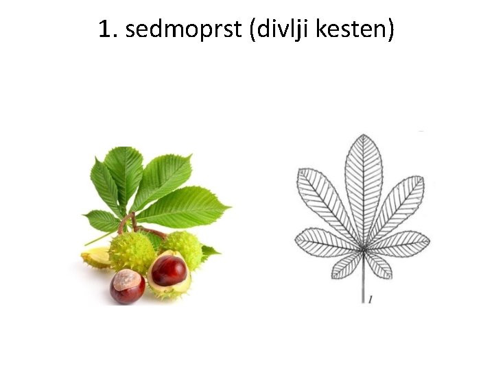 1. sedmoprst (divlji kesten) 