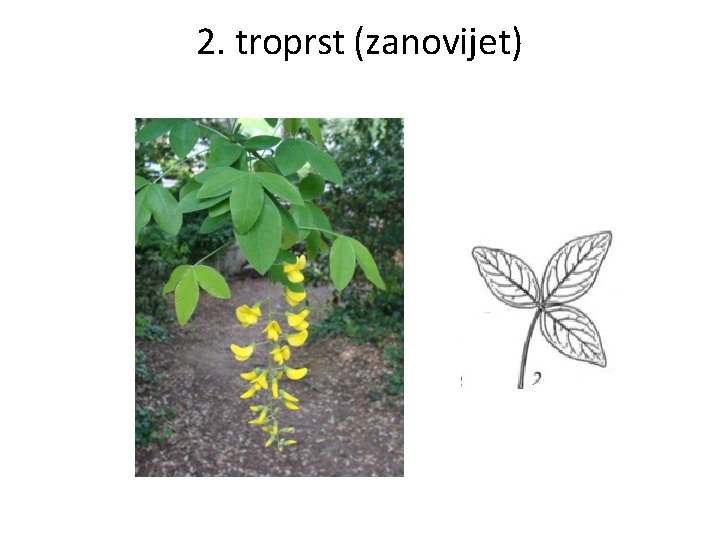 2. troprst (zanovijet) 