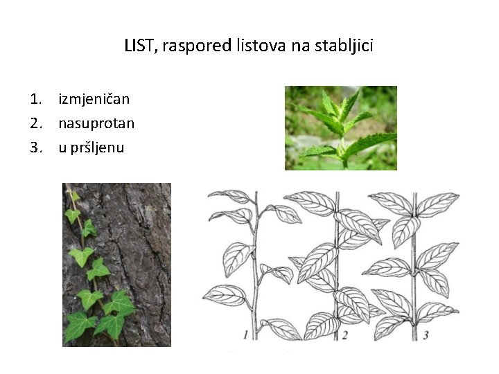 LIST, raspored listova na stabljici 1. izmjeničan 2. nasuprotan 3. u pršljenu 