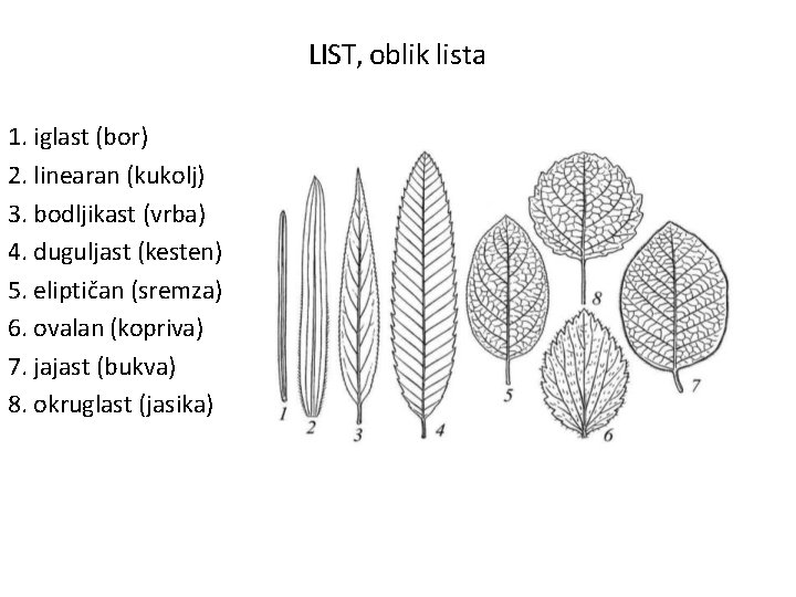 LIST, oblik lista 1. iglast (bor) 2. linearan (kukolj) 3. bodljikast (vrba) 4. duguljast