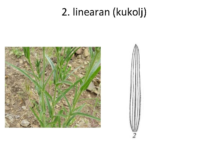 2. linearan (kukolj) 