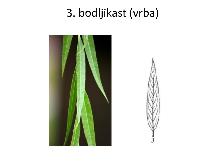 3. bodljikast (vrba) 